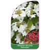 viburnum-plicatum-watanabe-1