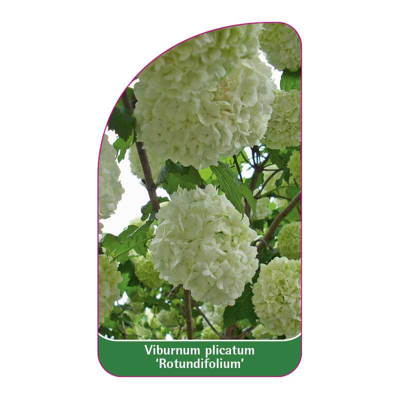 viburnum-plicatum-rotundifolium-1