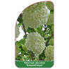 viburnum-plicatum-rotundifolium-1