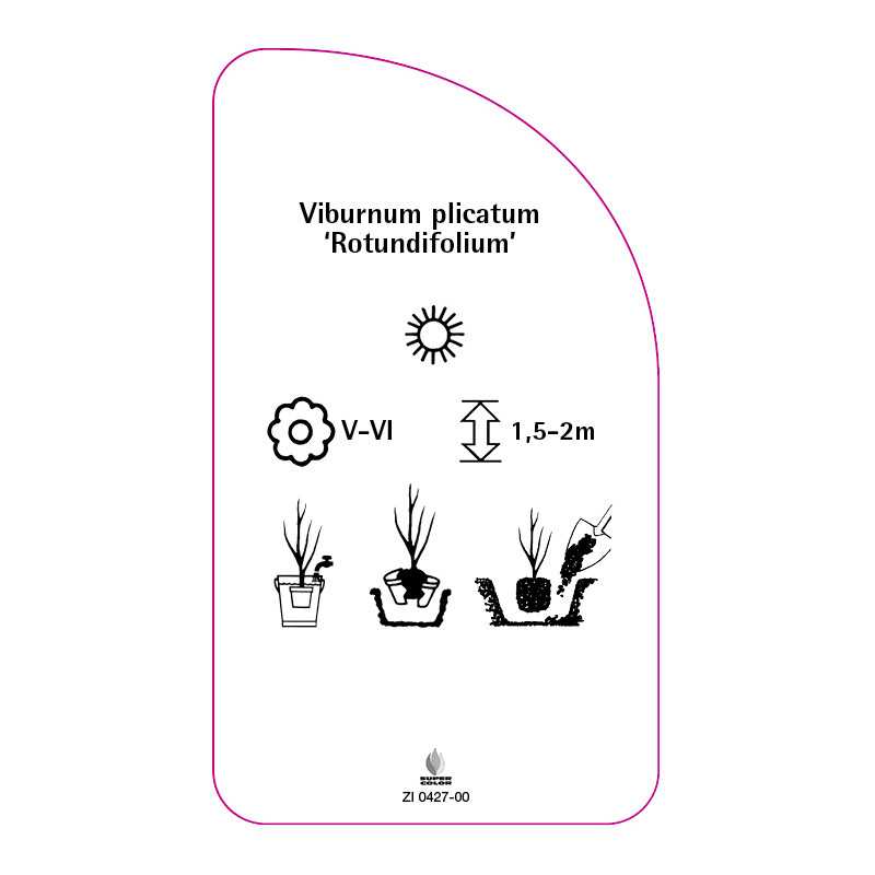 viburnum-plicatum-rotundifolium-0