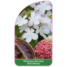 viburnum-plicatum-pink-beauty-1