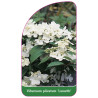 viburnum-plicatum-lanarth-1