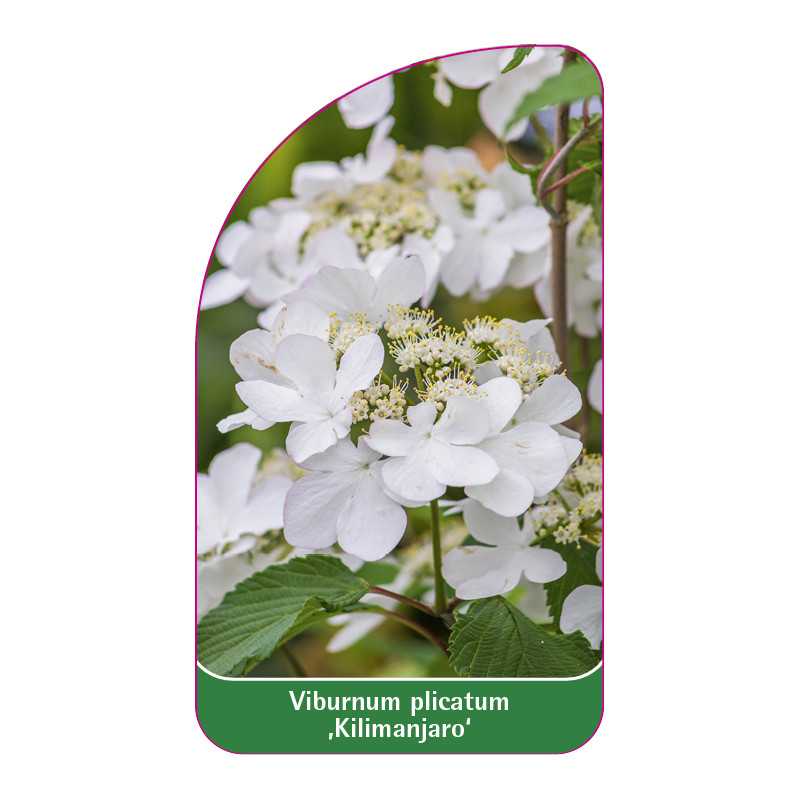 viburnum-plicatum-kilimanjaro-1