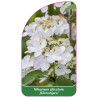 viburnum-plicatum-kilimanjaro-1