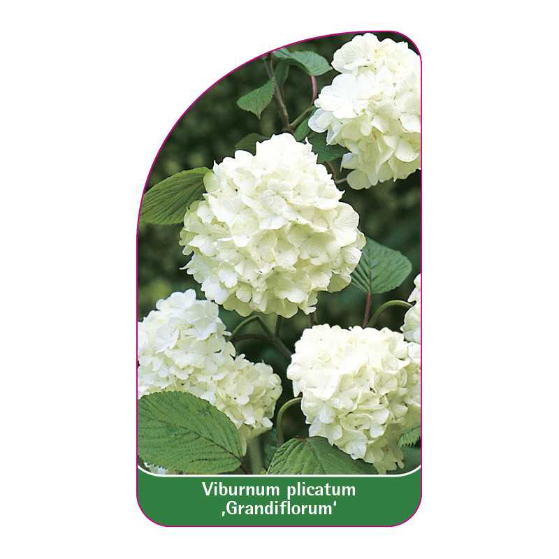 viburnum-plicatum-grandiflorum-1