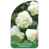 viburnum-plicatum-grandiflorum-1