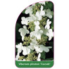 viburnum-plicatum-cascade-1