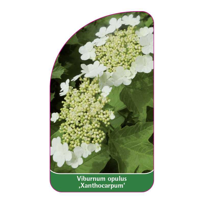 viburnum-opulus-xanthocarpum-1