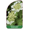 viburnum-opulus-xanthocarpum-1