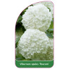 viburnum-opulus-roseum-b1