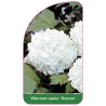 viburnum-opulus-roseum-a1