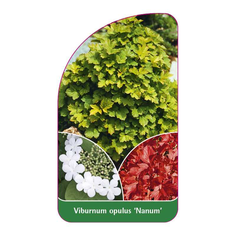 viburnum-opulus-nanum-1