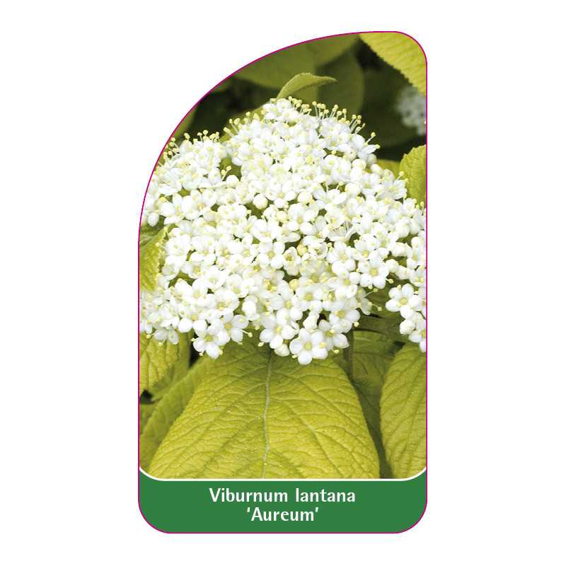 viburnum-lantana-aureum-1