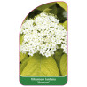 viburnum-lantana-aureum-1