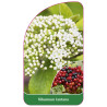 viburnum-lantana1