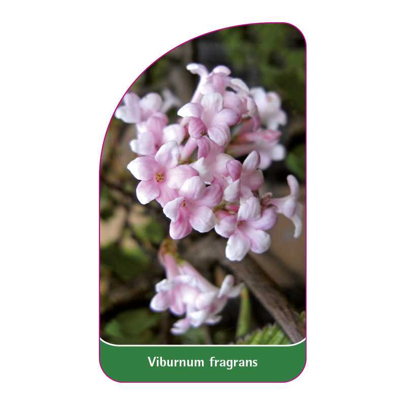 viburnum-fragrans1