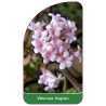 viburnum-fragrans1