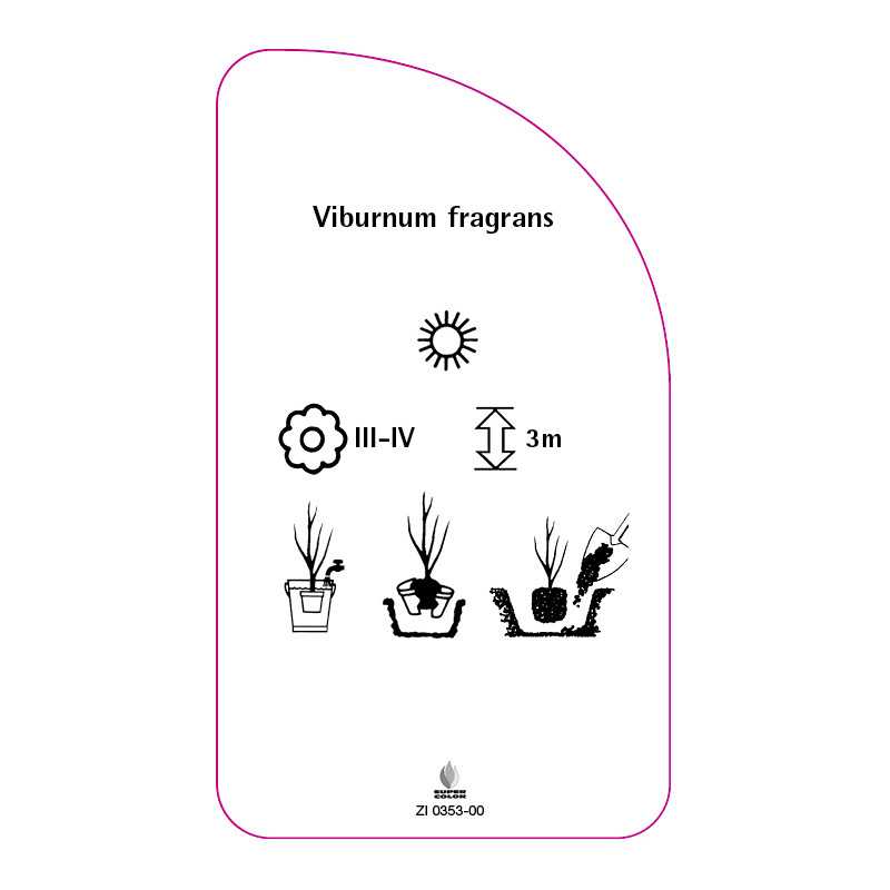 viburnum-fragrans0