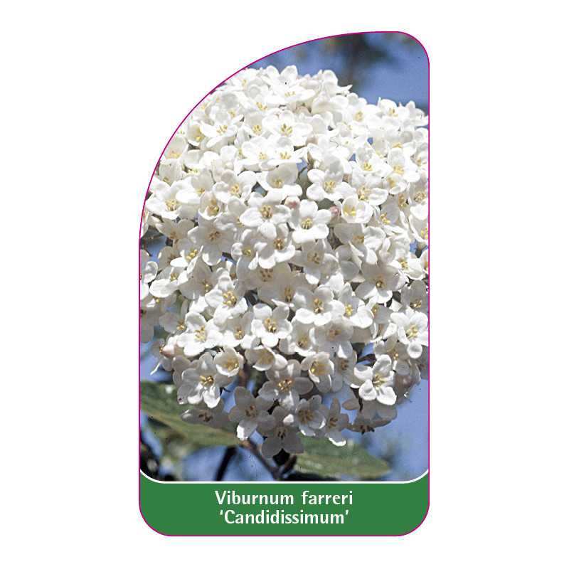 viburnum-farreri-candidissimum-1