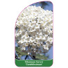 viburnum-farreri-candidissimum-1