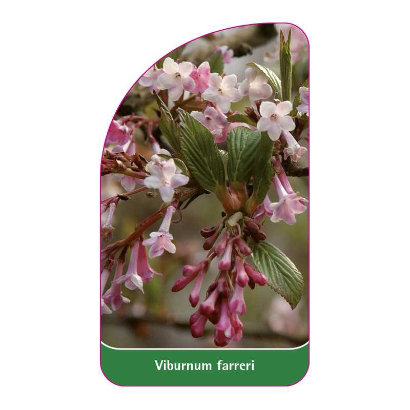 viburnum-farreri1