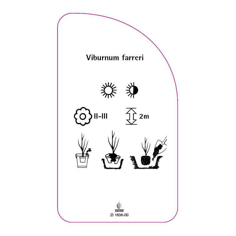 viburnum-farreri0