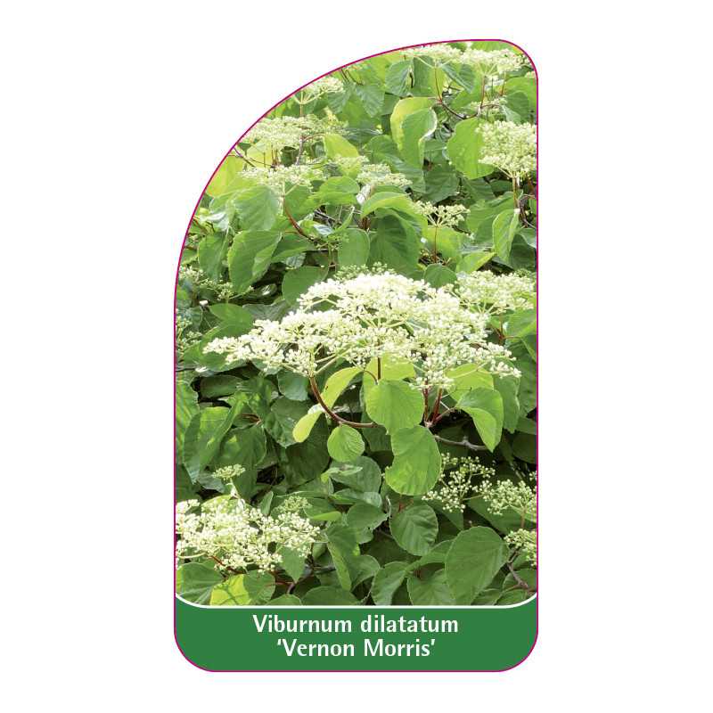 viburnum-dilatatum-vernon-morris-1