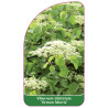 viburnum-dilatatum-vernon-morris-1