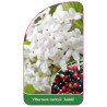 viburnum-carlesii-juddii-1