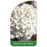 viburnum-carlesii-aurora-1