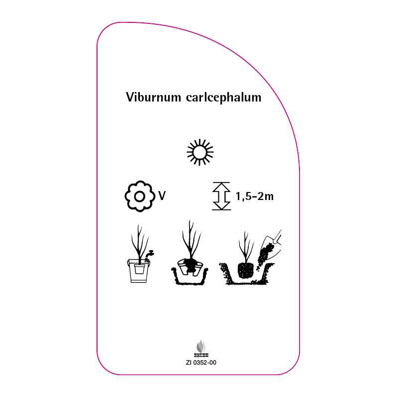 viburnum-carlcephalum0