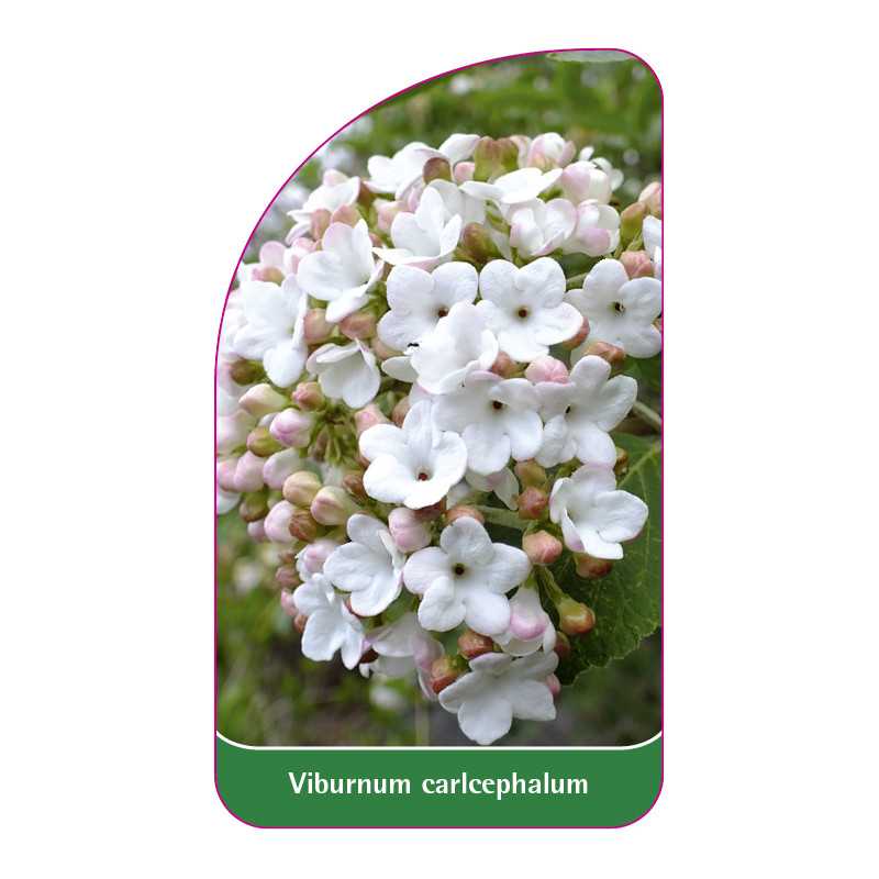 viburnum-carlcephalum1