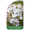 viburnum-carlcephalum1