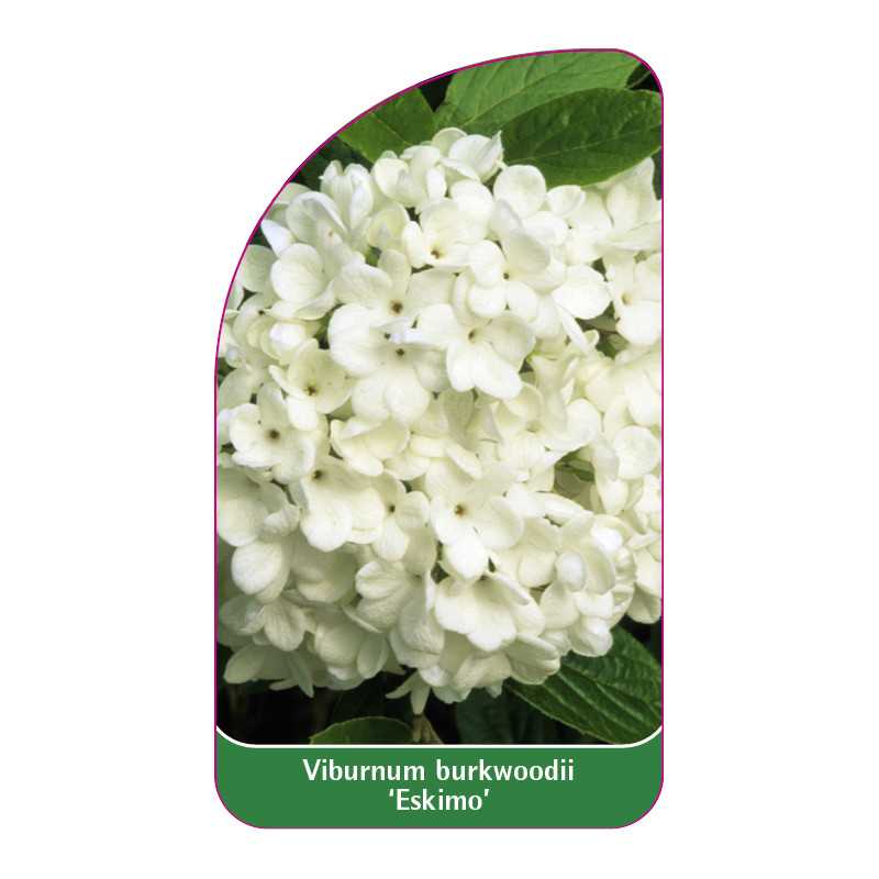 viburnum-burkwoodii-eskimo-1