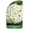 viburnum-burkwoodii-eskimo-1