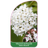 viburnum-burkwoodii-anne-russell-1