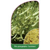 tilia-platyphyllos-laciniata-1