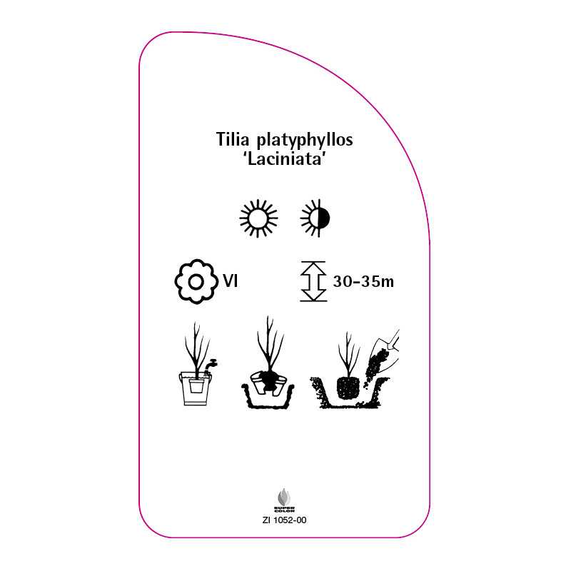 tilia-platyphyllos-laciniata-0