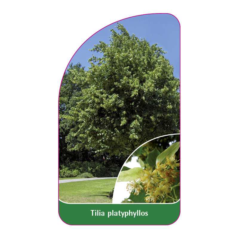 tilia-platyphyllos1