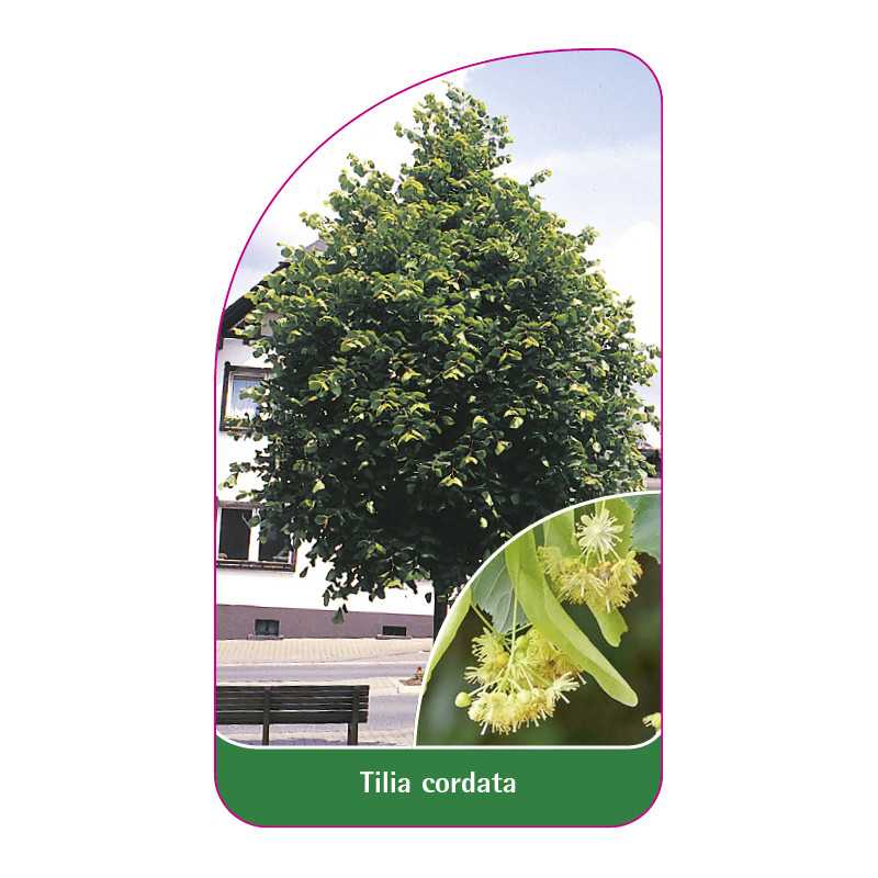 tilia-cordata1