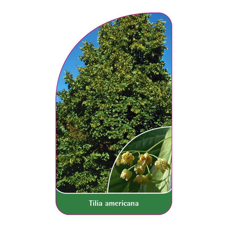 tilia-americana-b1