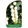 symphoricarpos-weiss1