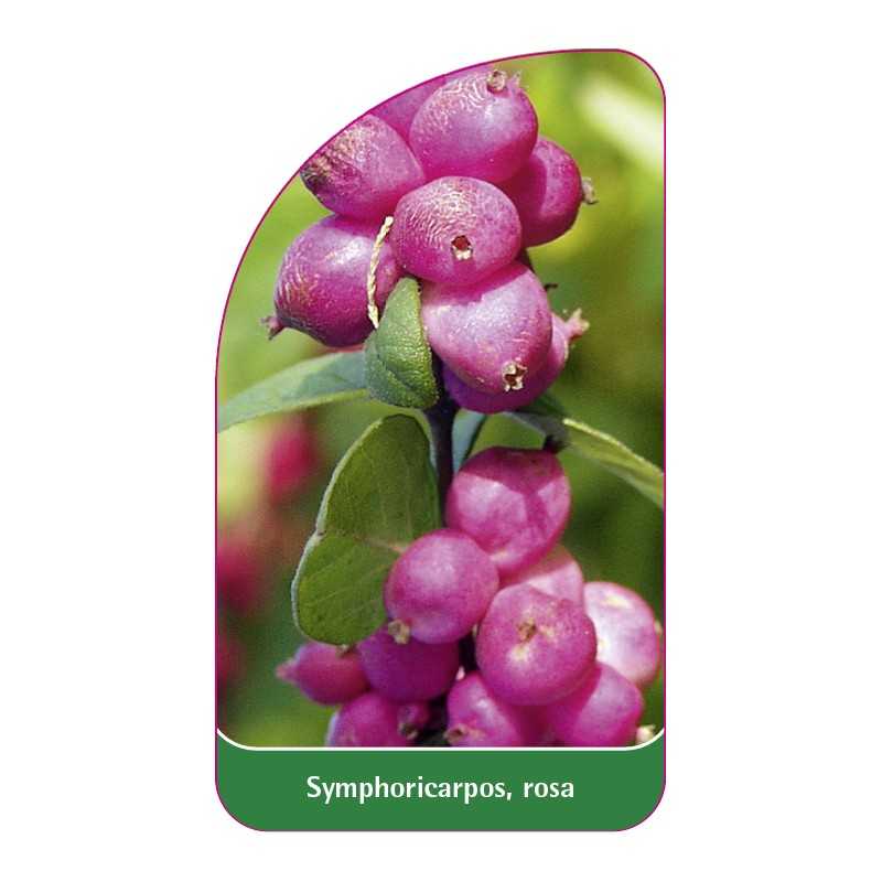 symphoricarpos-rosa1