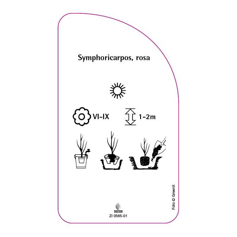 symphoricarpos-rosa0