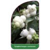 symphoricarpos-racemosus1