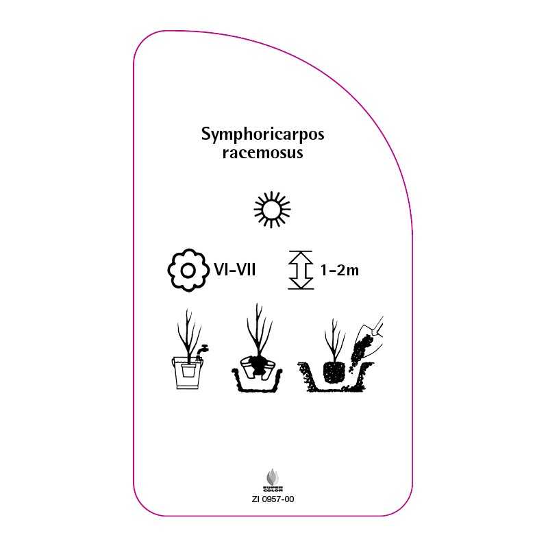 symphoricarpos-racemosus0