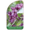 symphoricarpos-orbiculatus1