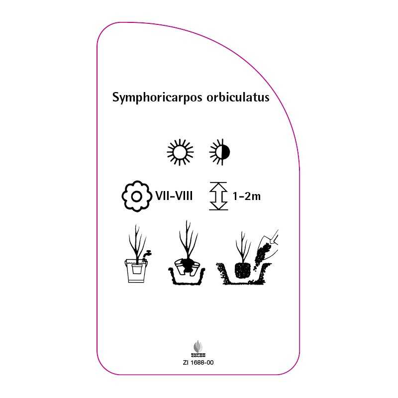 symphoricarpos-orbiculatus0