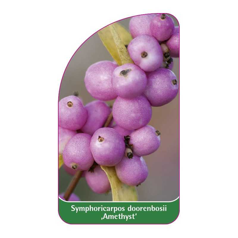 symphoricarpos-doorenbosii-amethyst-1