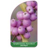 symphoricarpos-doorenbosii-amethyst-1